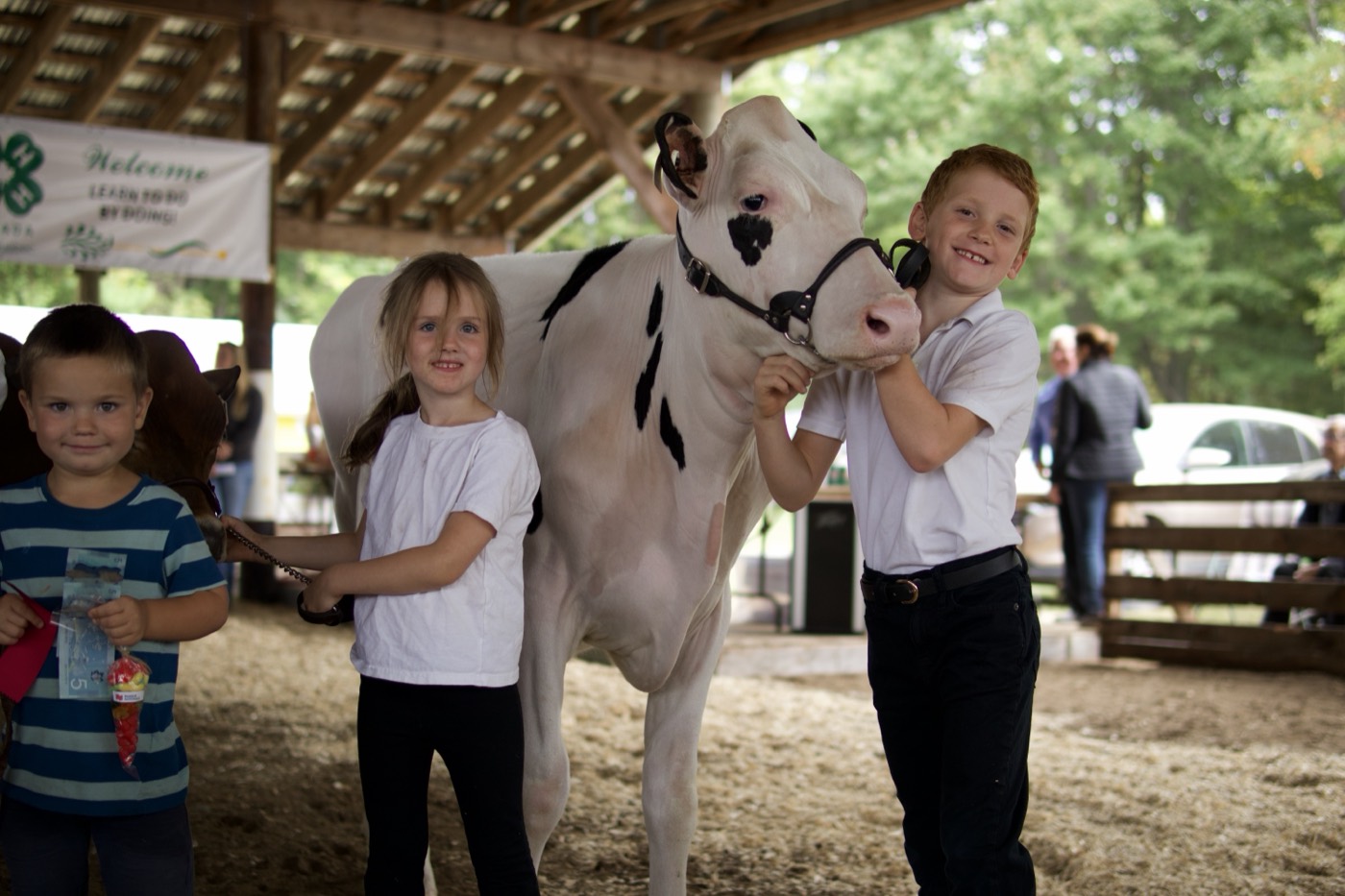 Three young 4-H members showing a Holstein