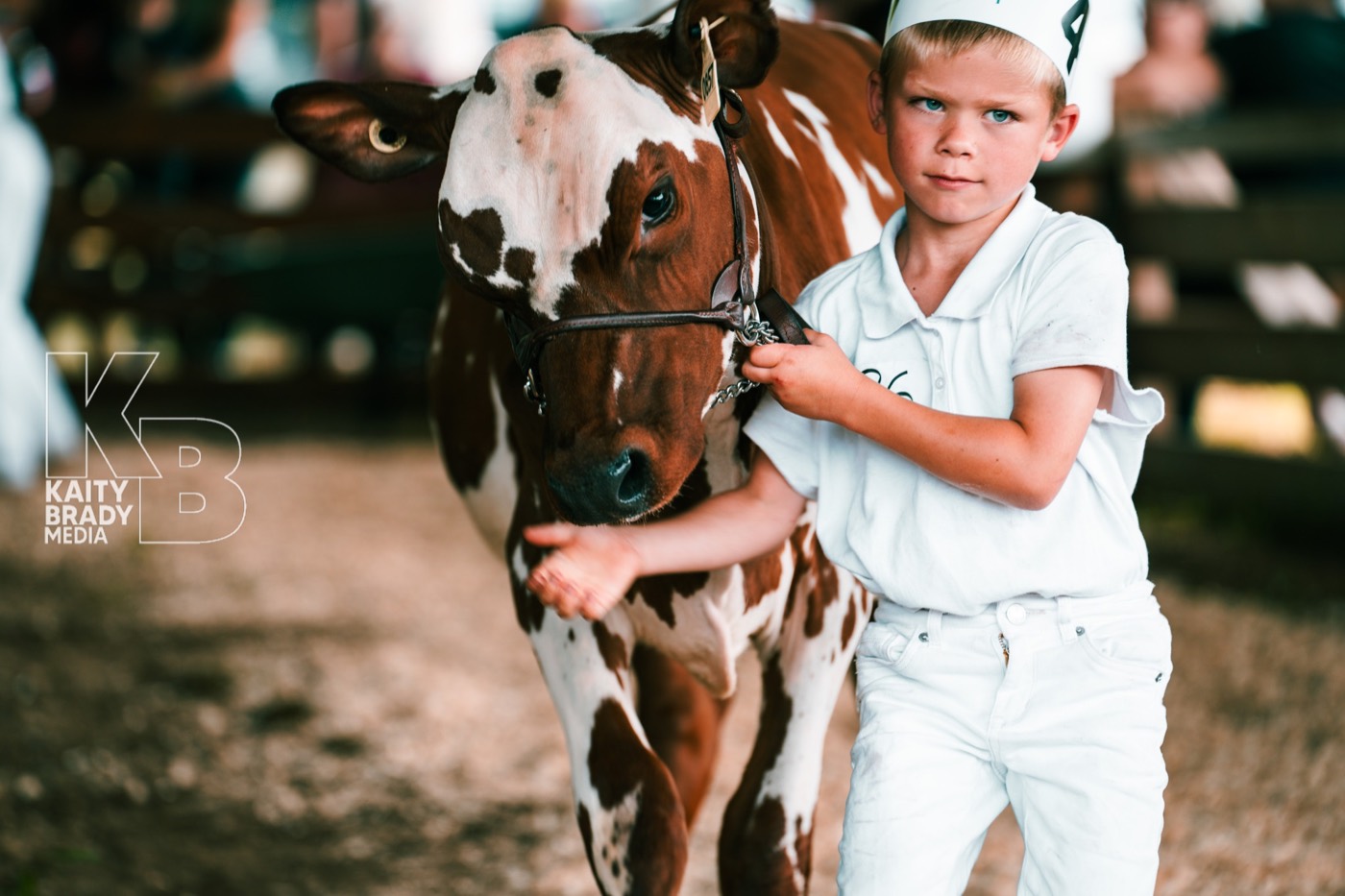 A young showman leading a red-and-white calf