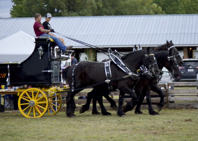 Heavy-horse team and wagon