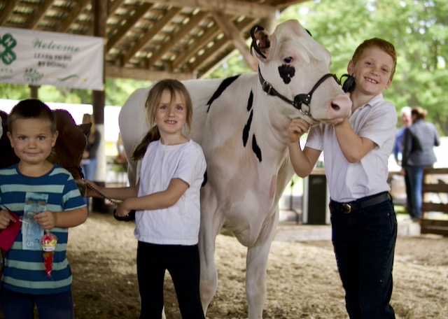 Children showing a dairy cow