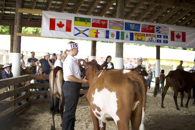Cattle judging under the flags