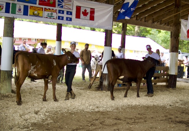 Riders on horseback at the Havelock Fairgrounds