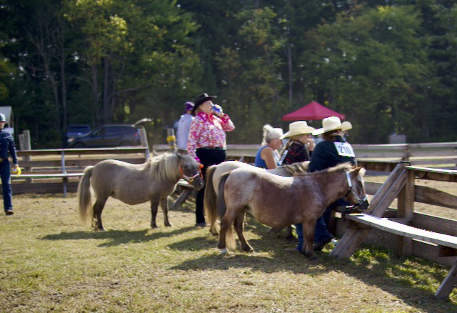 Miniature horses at the rail