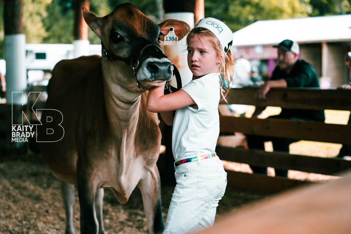 4-H youth showing a calf at the Havelock Fair