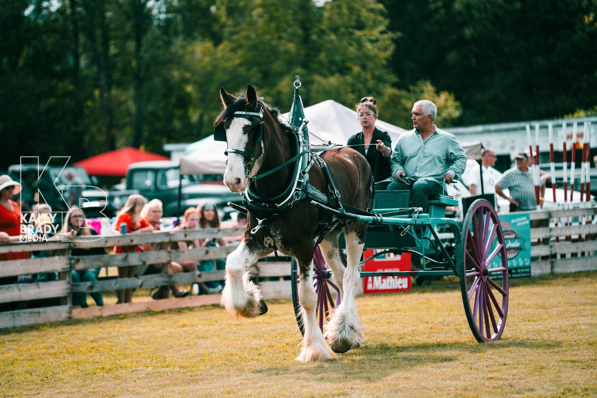 Heavy horses and driving cart at the Havelock Fair