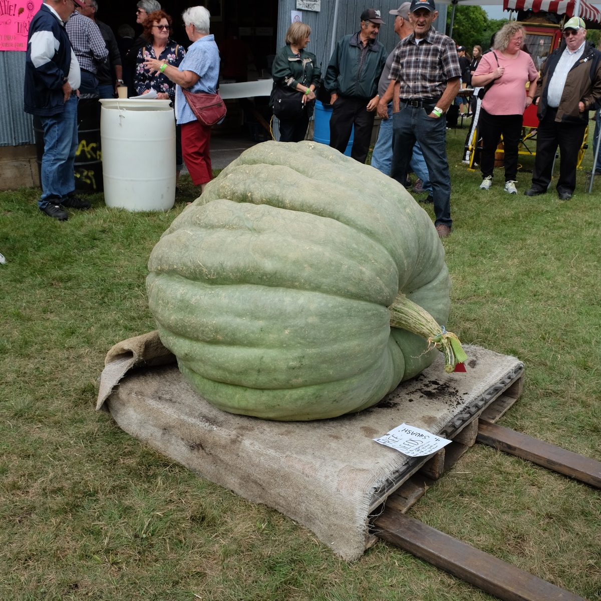 Giant prize pumpkin