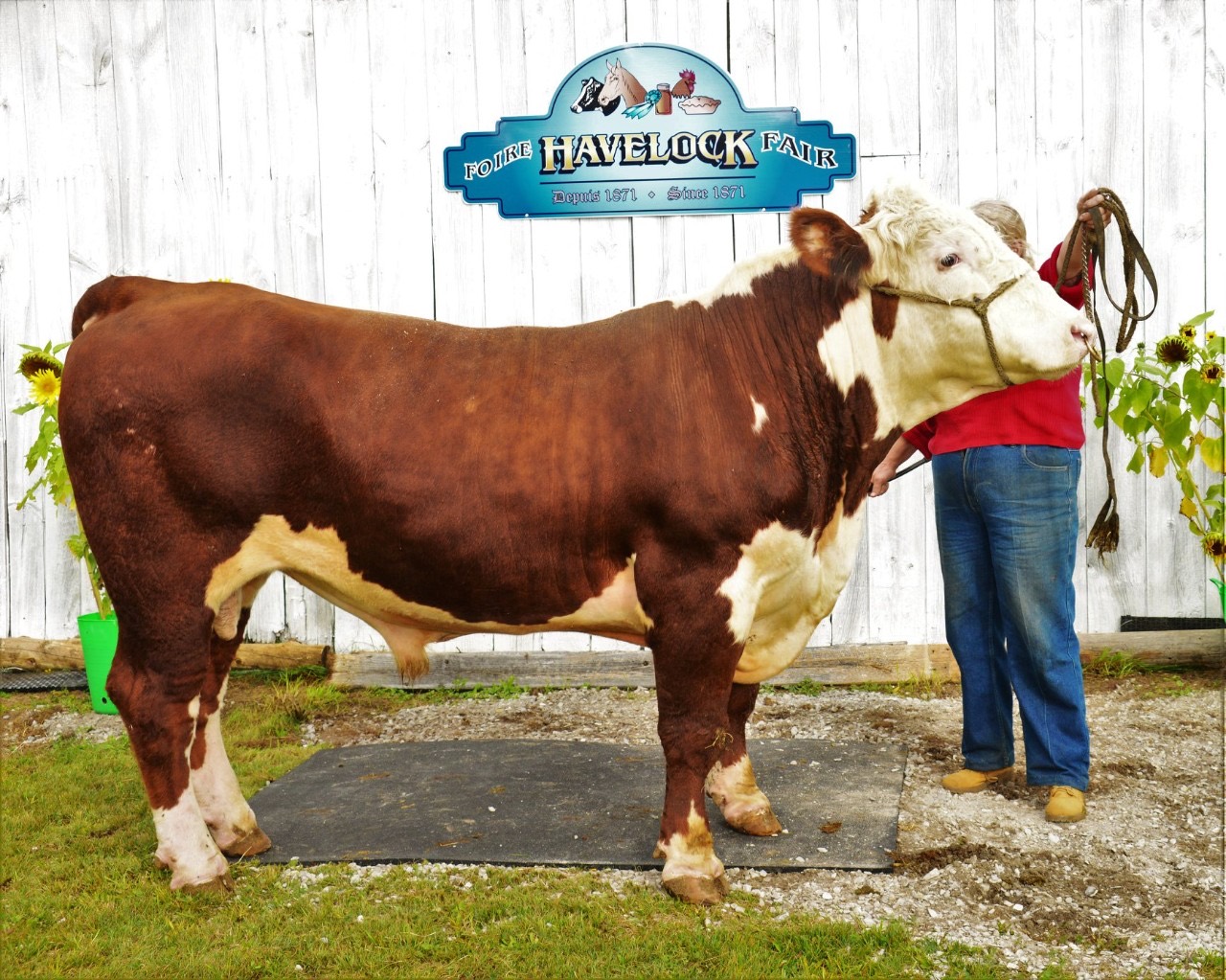 A Hereford bull posed beneath the Havelock Fair sign