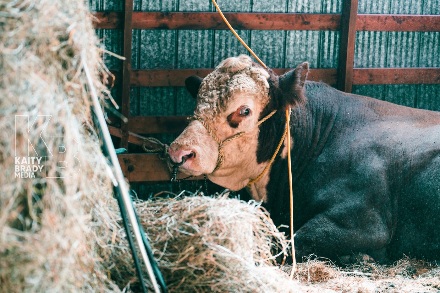A Hereford resting in the cattle barn