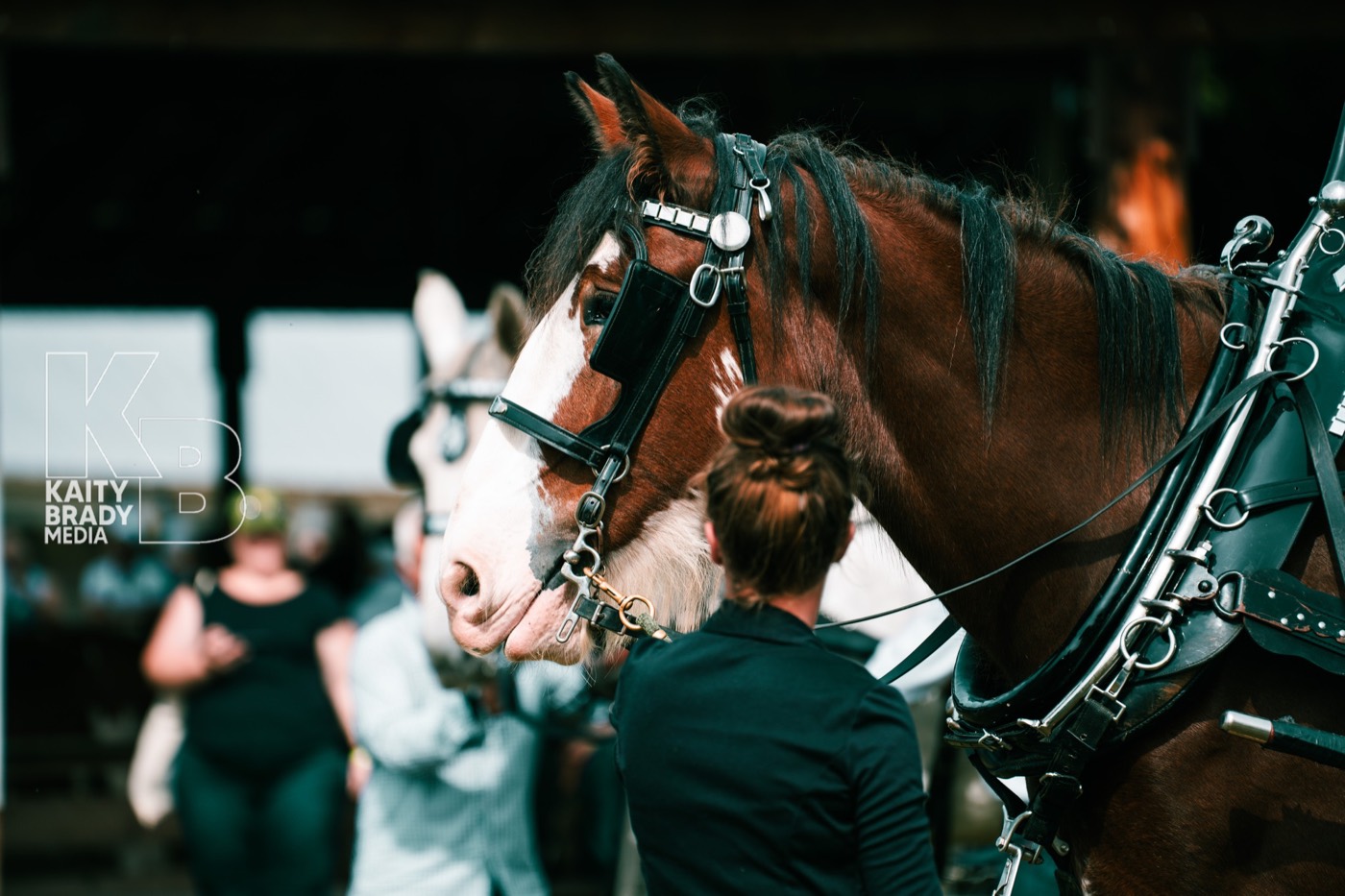 A driving horse and its handler