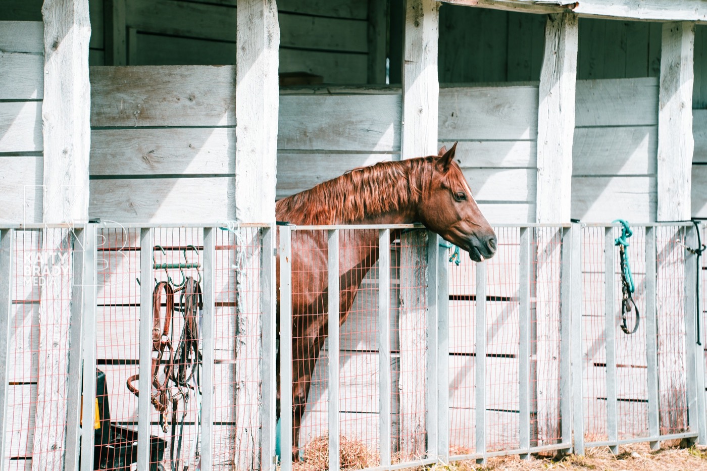 A horse looking out from the stables