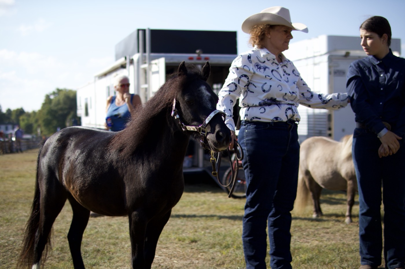 A miniature horse beside the trailers