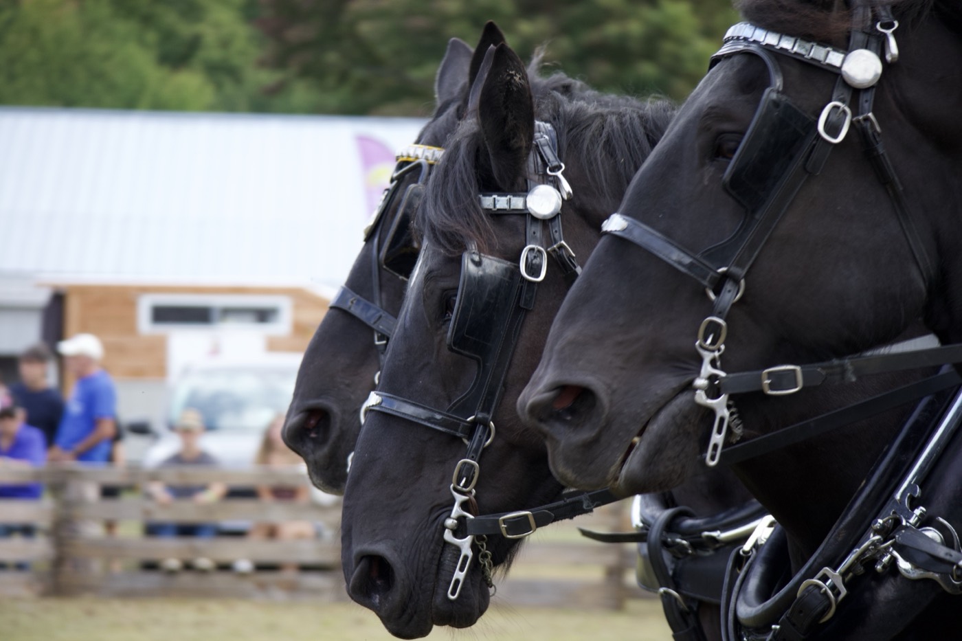 A pair of black Percherons in harness