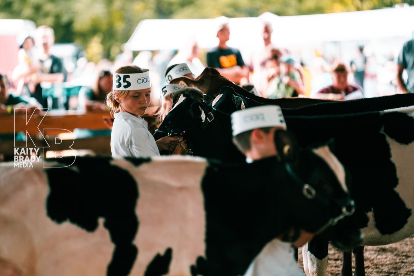 Young showmen lining up their Holsteins