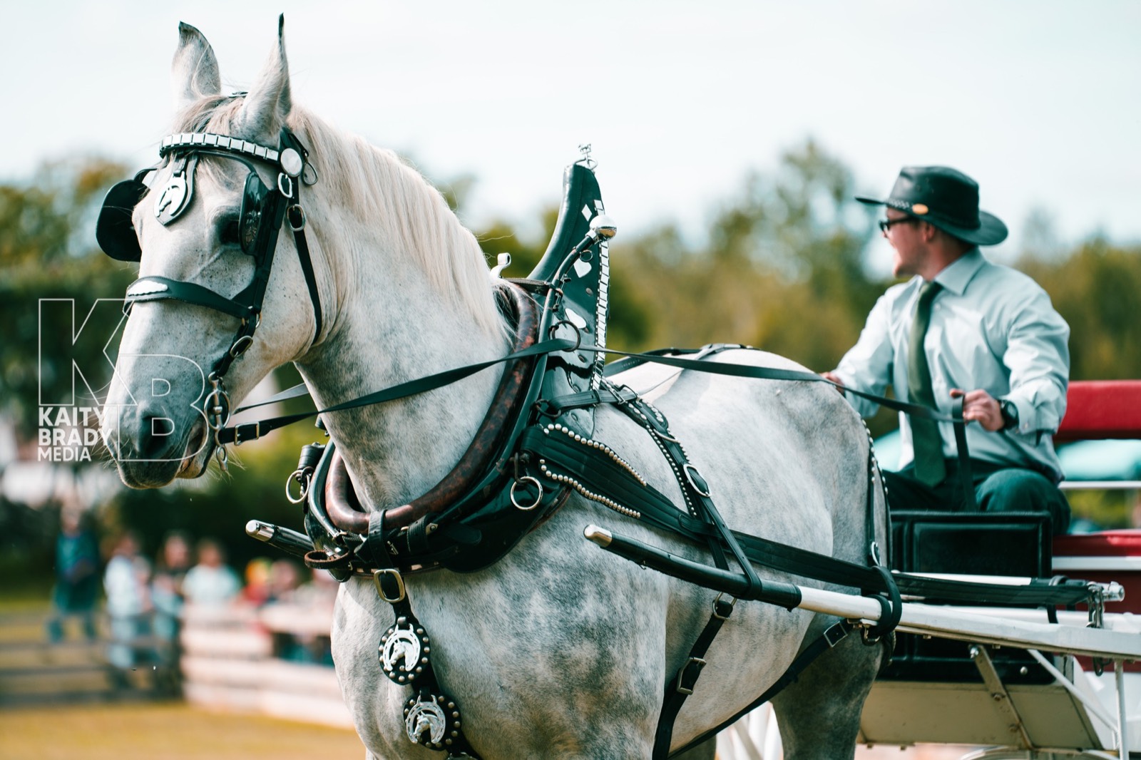 A dapple-grey driving horse and its driver in the ring at the Havelock Fair